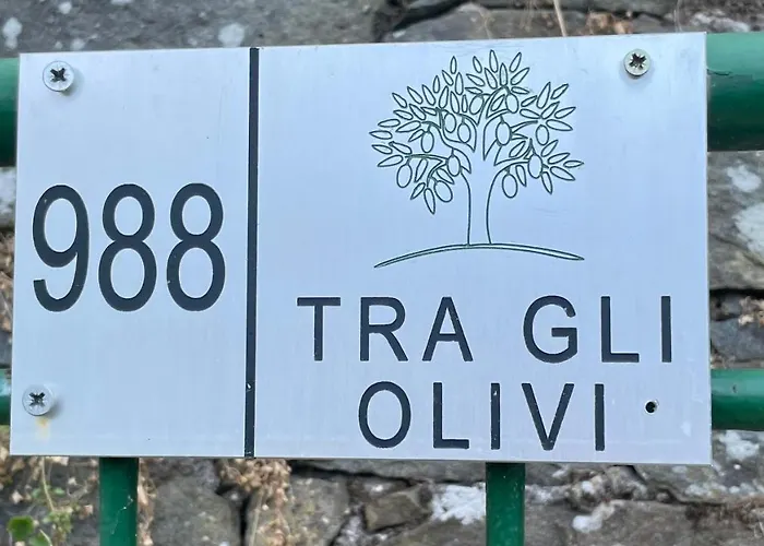 Tra Gli Olivi