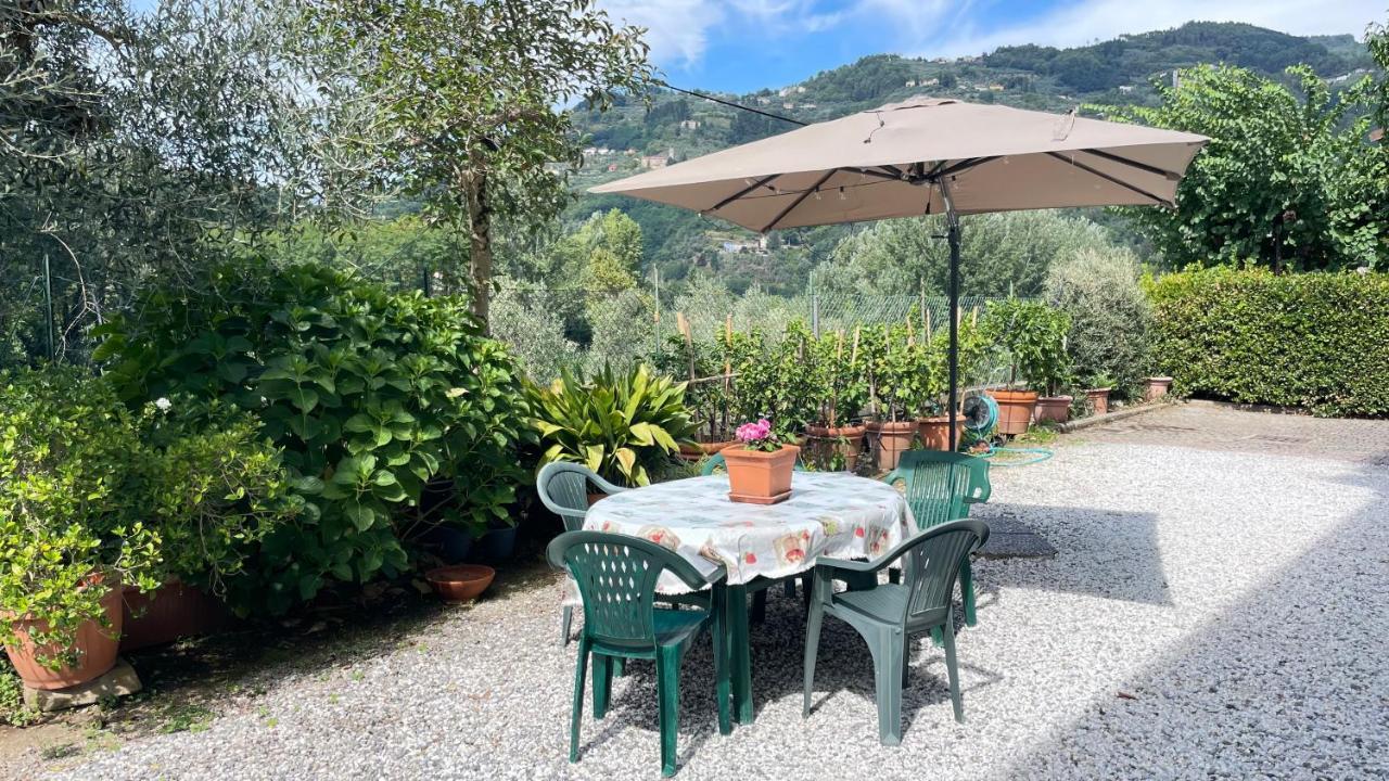 Tra Gli Olivi *