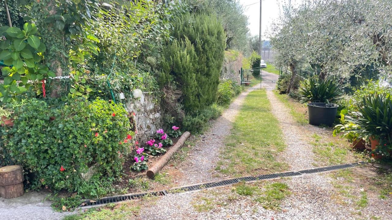 Tra Gli Olivi *